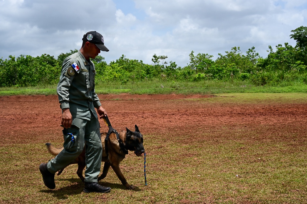 A uniformed officer wearing a Panamanian flag patch on his sleeve walks a Belgian Malinois on a leash across a grassy field. The setting appears to be an outdoor training area with red clay soil and green vegetation in the background. This appears to be a K-9 unit training or demonstration exercise.