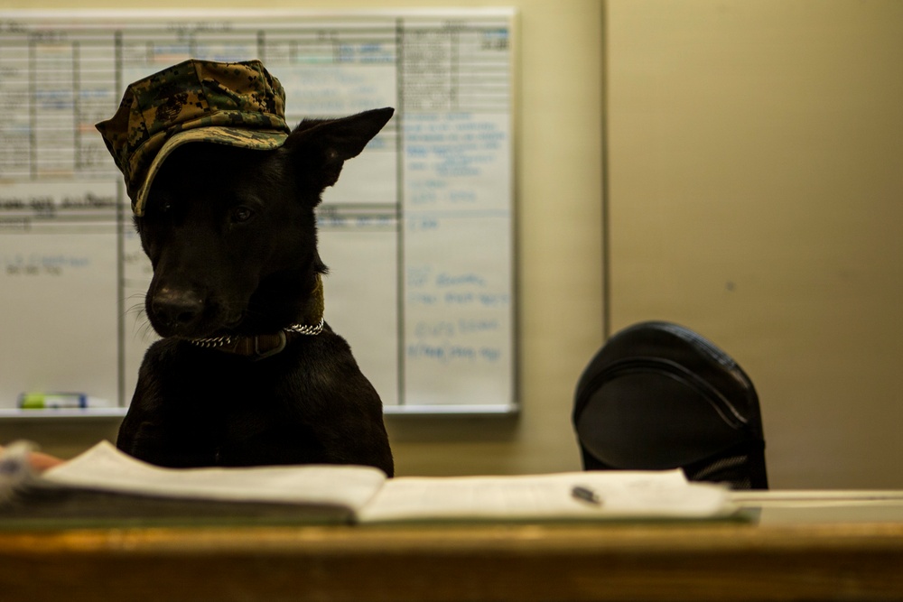 Defense Health Agency team wins program management award for securing FDA clearance of canine plasma
