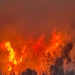 Coyote Fire