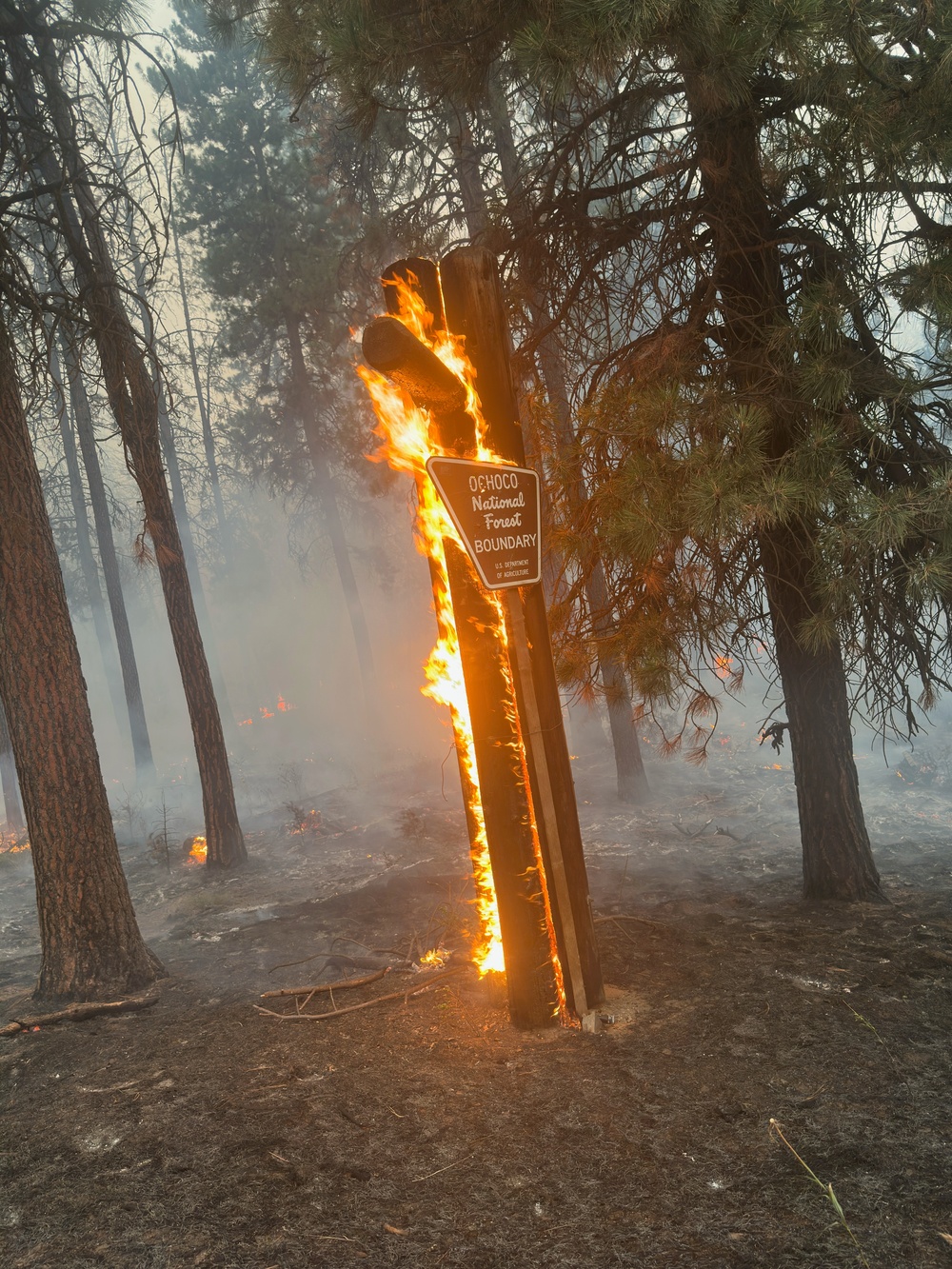 Coyote Fire