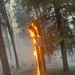 Coyote Fire