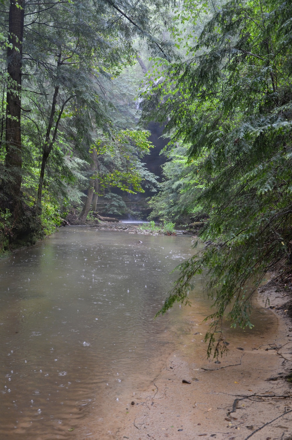 Forest Bathing in the Bankhead National Forest