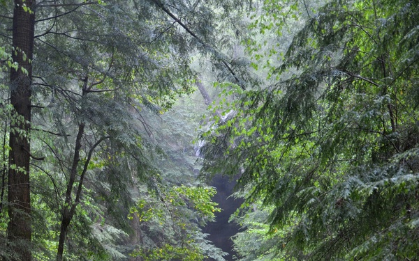 Forest Bathing in the Bankhead National Forest