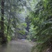 Forest Bathing in the Bankhead National Forest