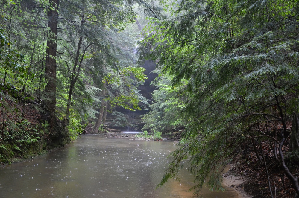 Forest Bathing in the Bankhead National Forest