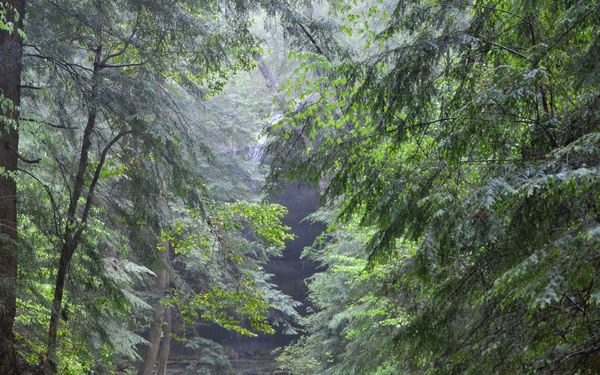 Forest Bathing in the Bankhead National Forest