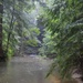Forest Bathing in the Bankhead National Forest