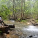 Forest Bathing in the Bankhead National Forest