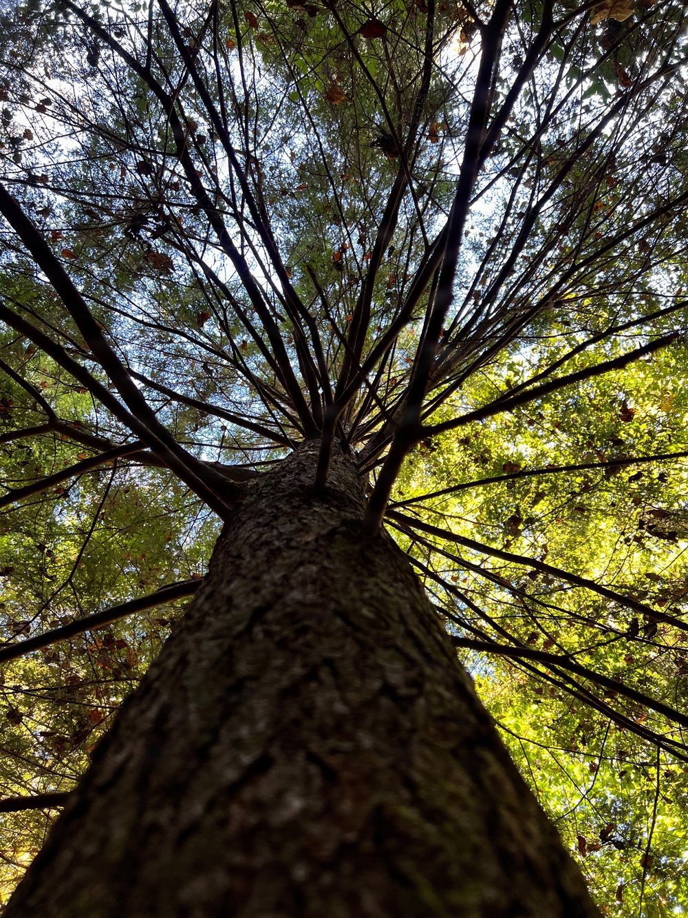 Forest Bathing in the Bankhead National Forest