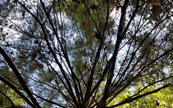 Forest Bathing in the Bankhead National Forest