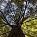 Forest Bathing in the Bankhead National Forest
