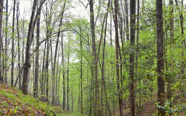 Forest Bathing in the Bankhead National Forest