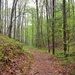 Forest Bathing in the Bankhead National Forest