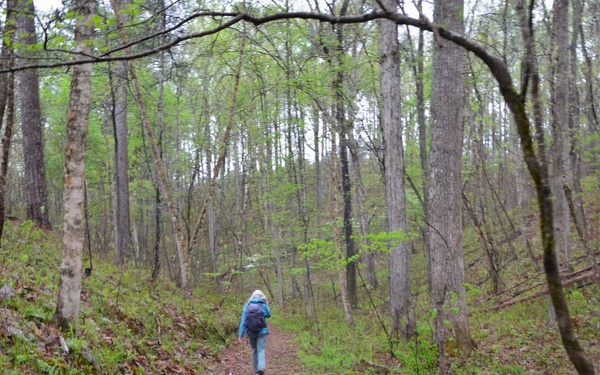 Forest Bathing in the Bankhead National Forest
