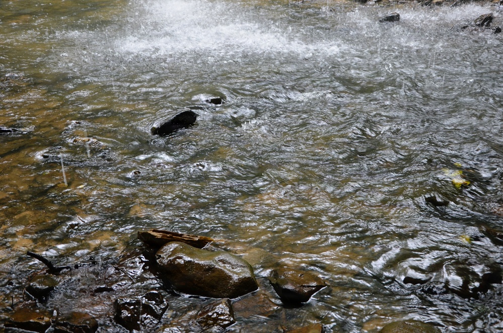 Forest Bathing in the Bankhead National Forest