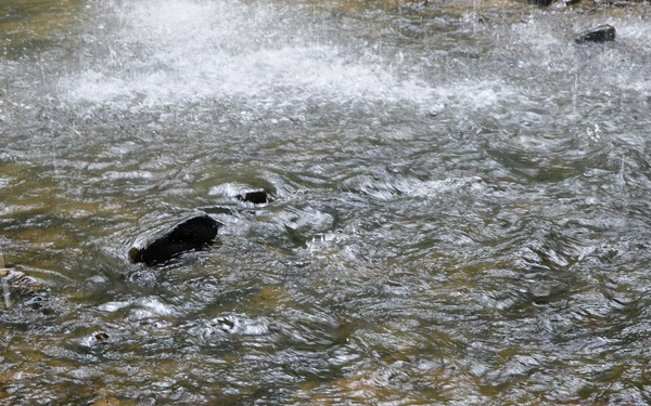 Forest Bathing in the Bankhead National Forest