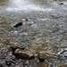 Forest Bathing in the Bankhead National Forest