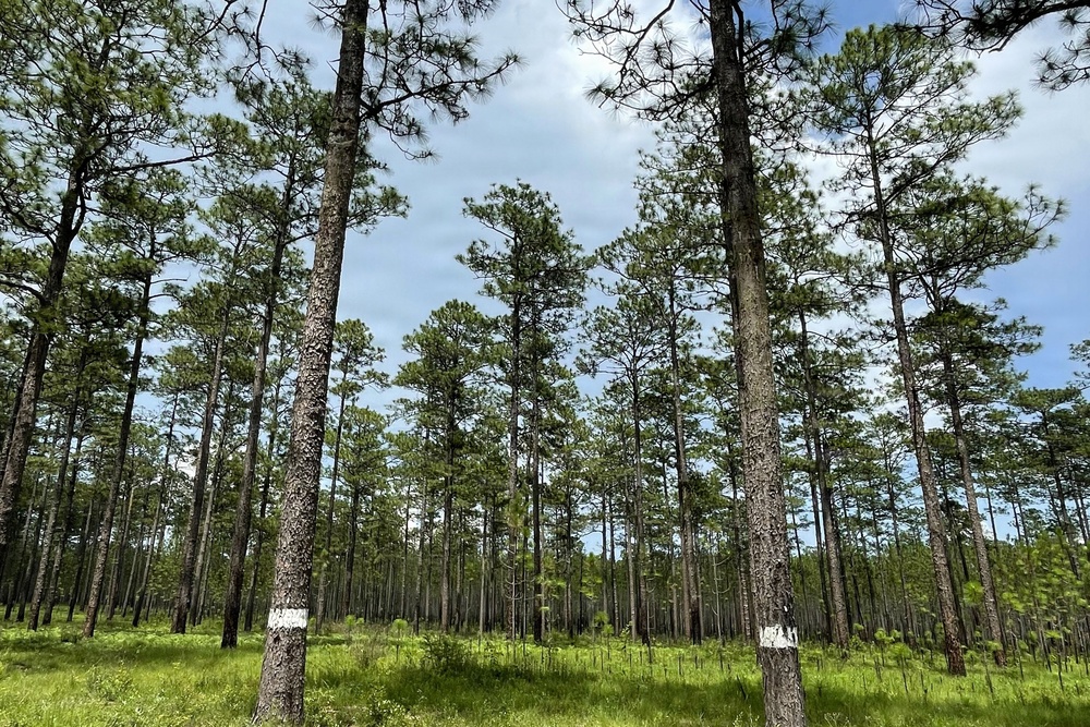 Open Forest in the Conecuh National Forest