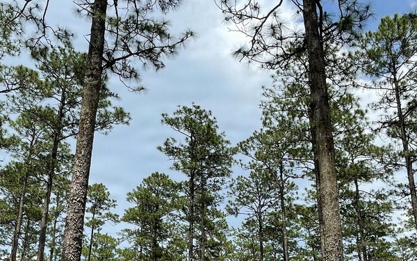 Open Forest in the Conecuh National Forest