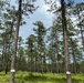 Open Forest in the Conecuh National Forest