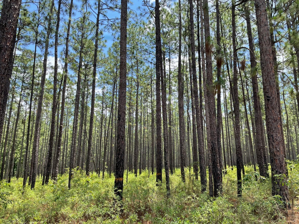 Open Forest in the Conecuh National Forest