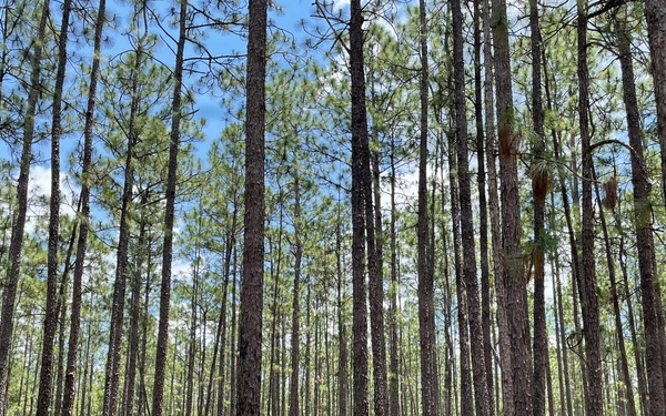 Open Forest in the Conecuh National Forest