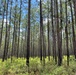 Open Forest in the Conecuh National Forest