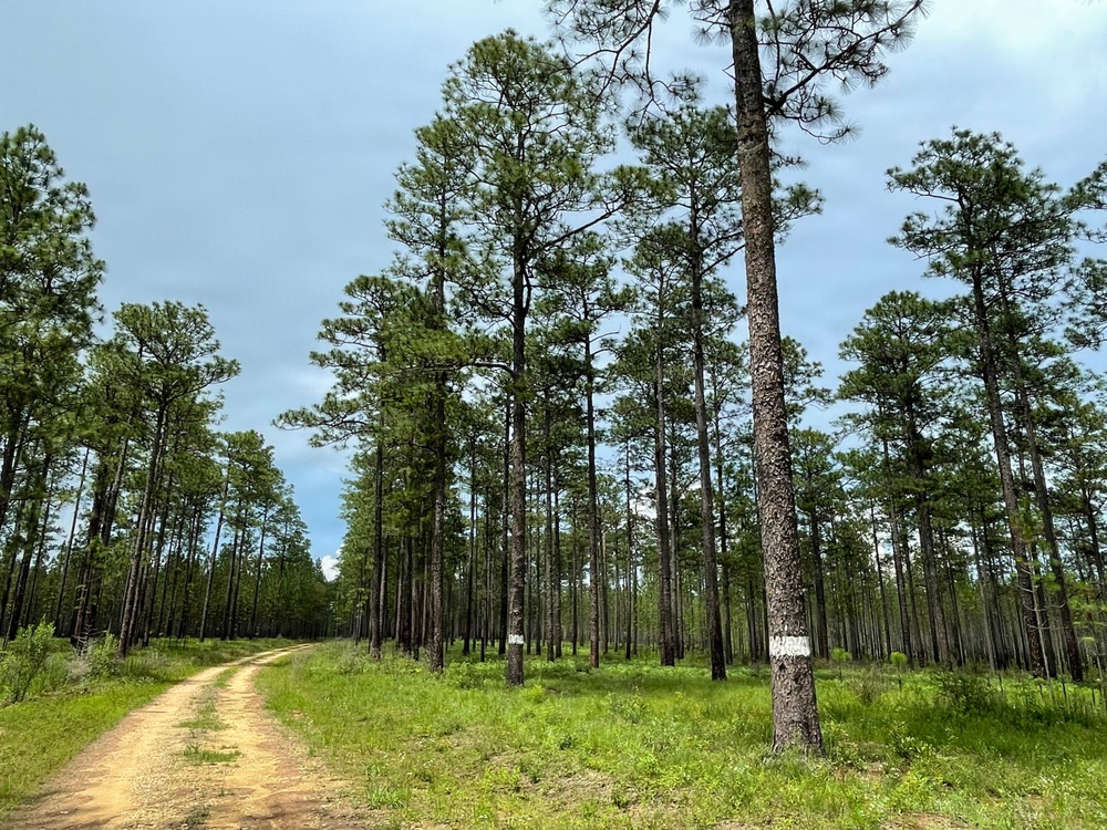 Open Forest in the Conecuh National Forest