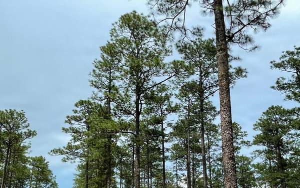 Open Forest in the Conecuh National Forest