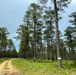 Open Forest in the Conecuh National Forest