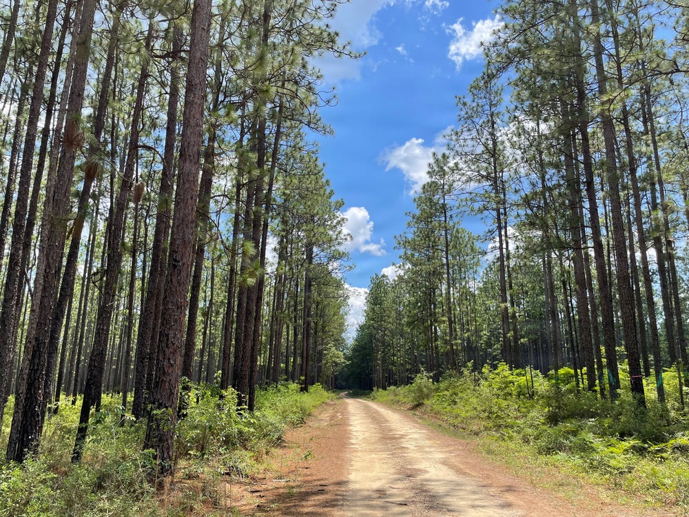Open Forest in the Conecuh National Forest