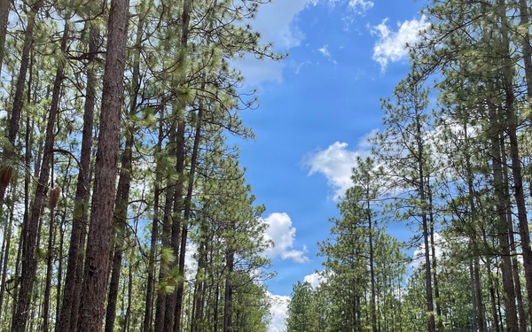 Open Forest in the Conecuh National Forest