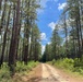 Open Forest in the Conecuh National Forest