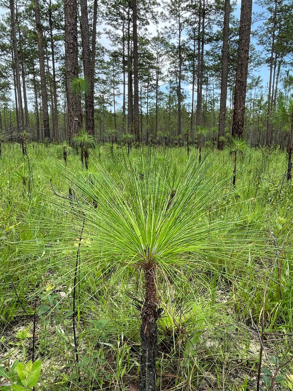 Conecuh National Forest