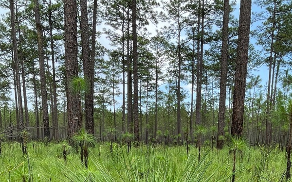 Conecuh National Forest