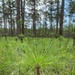 Conecuh National Forest