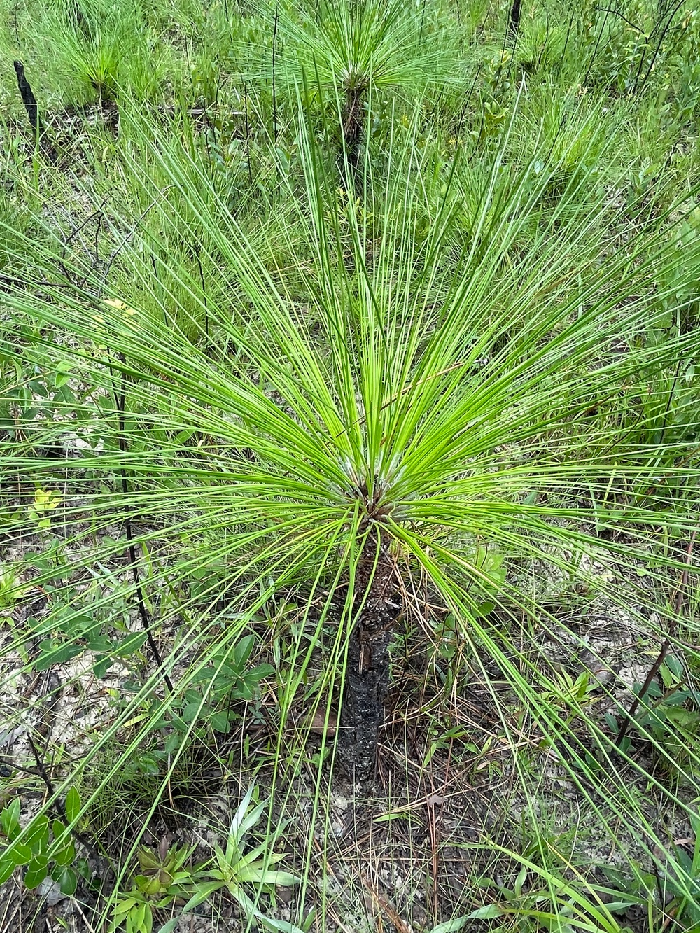 Conecuh National Forest