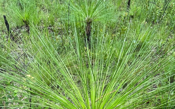 Conecuh National Forest