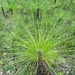 Conecuh National Forest