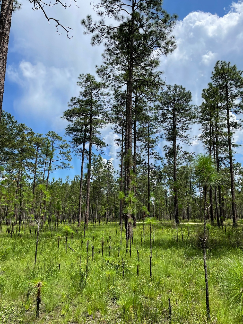 Conecuh National Forest