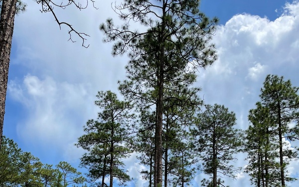 Conecuh National Forest