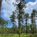 Conecuh National Forest