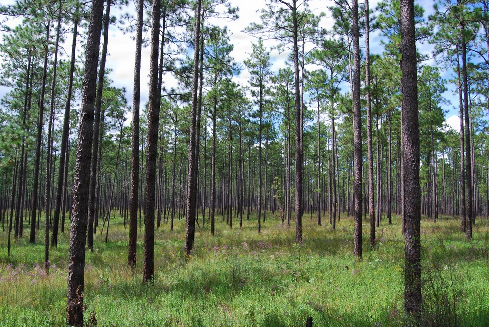 Prescribed Burn Effects on the Conecuh National Forest