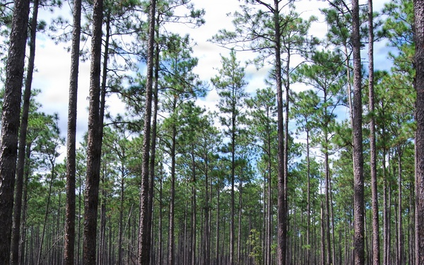 Prescribed Burn Effects on the Conecuh National Forest