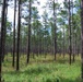 Prescribed Burn Effects on the Conecuh National Forest
