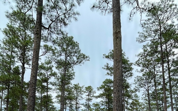 Associate Deputy Chief Michelle Samuel Foo Visits the Conecuh National Forest