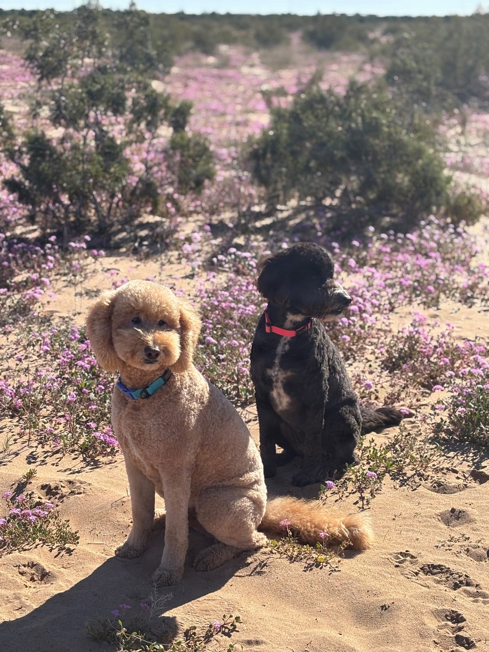 Two poodles — one apricot/cream and one black — are sitting on sandy ground surrounded by blooming purple wildflowers in what appears to be a desert landscape. The apricot poodle faces the camera directly while the black poodle is turned slightly to the side. The scene suggests a desert superbloom event, likely in a location such as the Anza-Borrego Desert or similar arid region.