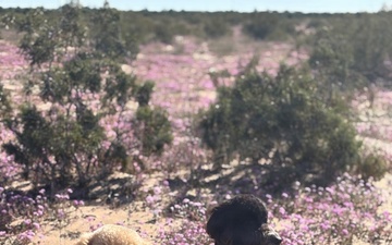 YPG employee &amp; her dogs bring dog lovers together for Pack Walks
