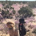 Two poodles — one apricot/cream and one black — are sitting on sandy ground surrounded by blooming purple wildflowers in what appears to be a desert landscape. The apricot poodle faces the camera directly while the black poodle is turned slightly to the side. The scene suggests a desert superbloom event, likely in a location such as the Anza-Borrego Desert or similar arid region.