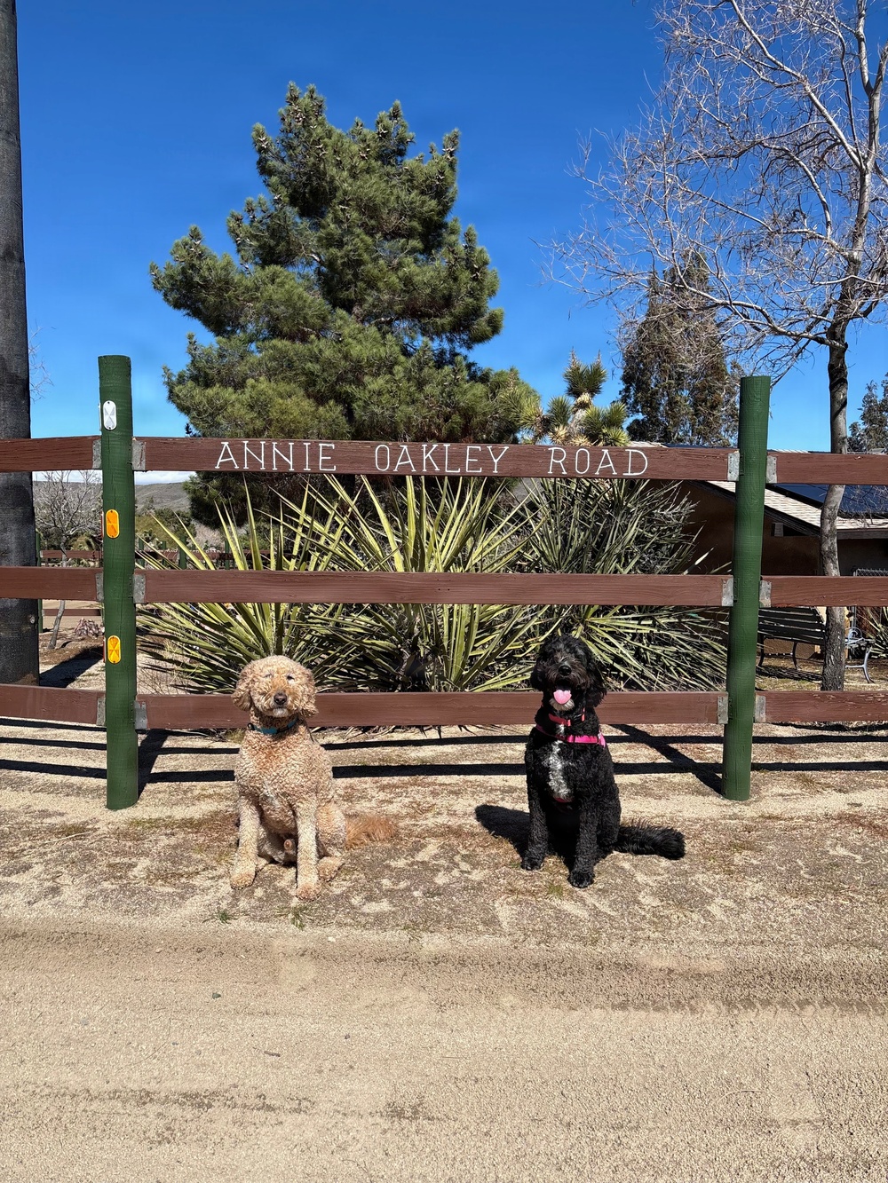 Two dogs, one tan/apricot and one black, are sitting side by side in front of a brown wooden fence bearing the sign 'Annie Oakley Road'. The scene is set outdoors on a sunny day with clear blue skies, desert-style vegetation, and trees visible in the background. Both dogs appear well-groomed and are posed as if for a photo.